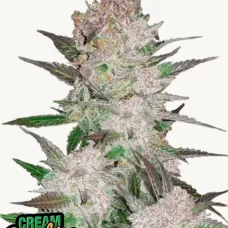 CREAM COOKIES Auto